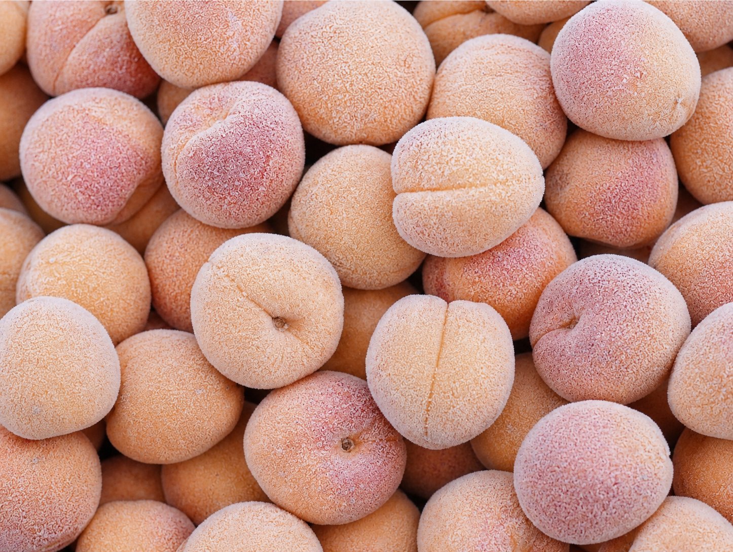 Apricot Frozen