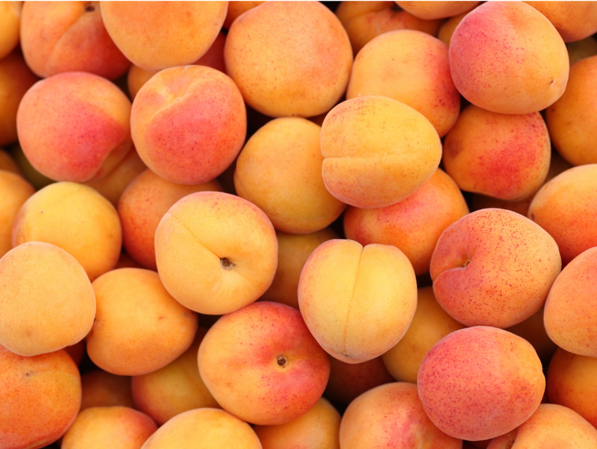 Apricot