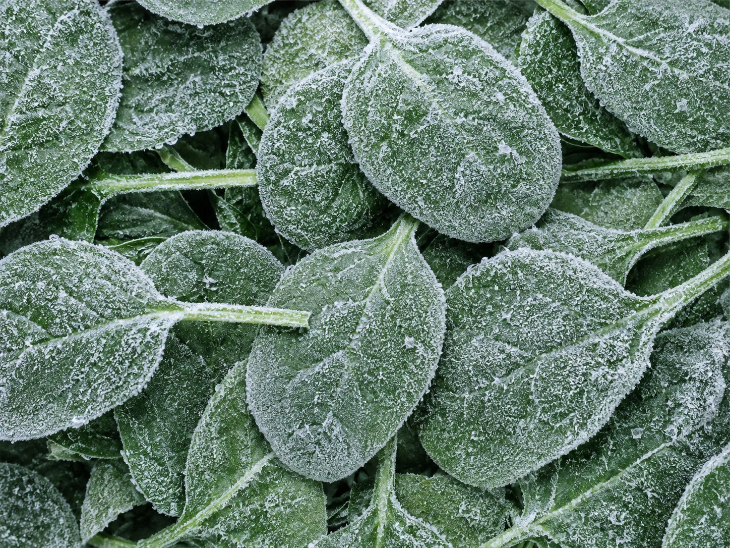 Spinach Frozen